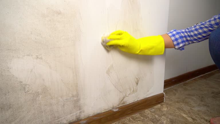 Best Emergency Mold Remediation  in Dagsboro, DE