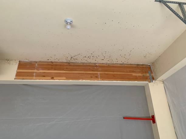 Trusted Dagsboro, DE Mold Inspection, Removal & Remediation Experts